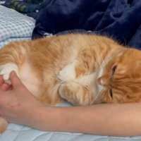 猫の後ろ足の肉球を触る飼い主