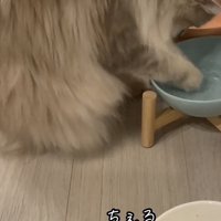 氷をつつく猫の写真3