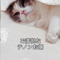 ケットの中でくつろぐ子猫