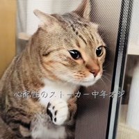 網戸と窓の隙間に入ろうとするキジトラ猫