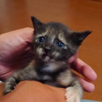 手にしがみつく子猫