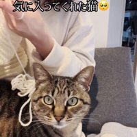 ニット帽を編むママの膝の上に座るキジトラ猫