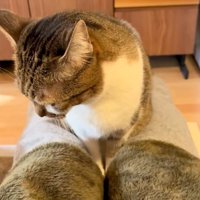 横を向く猫