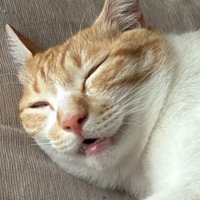 半目で眠る茶白猫
