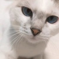 伏せをしている猫の顔アップ