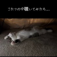 寝ているねこ