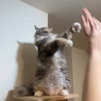 仁王立ちしている猫