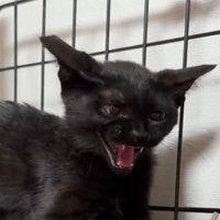 口を開けて威嚇する黒猫の子猫 