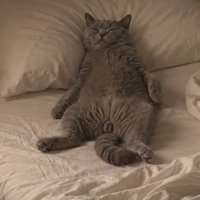 室内にいる猫