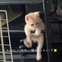 右足を上げる猫