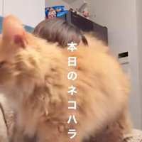 体ごと飼い主にすり寄る猫