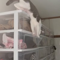衣装棚に入ろうとする猫