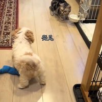 猫を見つけた犬
