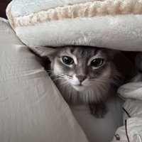 ふとんに入り込んだ猫