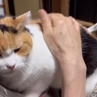 膝の上に抱っこされている猫