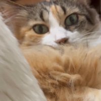 凝視する猫