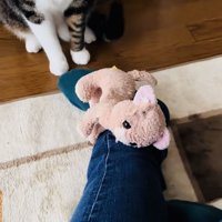 飼い主さんの足の上にぬいぐるみを置くキジ白猫