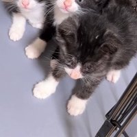 腰が引けている子猫