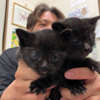 手の中の2匹の黒猫