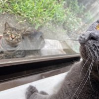 外と中にいる猫