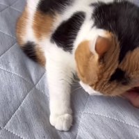 スリスリしている写真