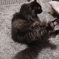 右足を伸ばす猫