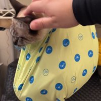 耳の後ろをかいてもらおうと横を向く猫