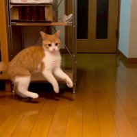 やんのかステップをする猫