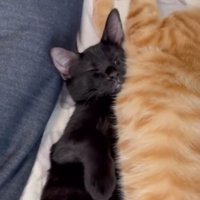 茶トラ猫の胸に顔を当てて眠る黒猫
