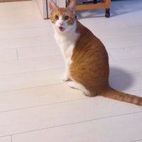 飼い主に向かって鳴いている猫