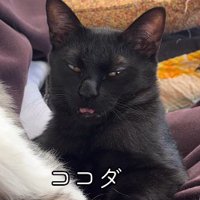 舌を出したまま固まる黒猫