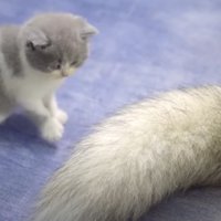 しっぽで遊ぶミッキーくん