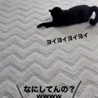 寝そべる猫