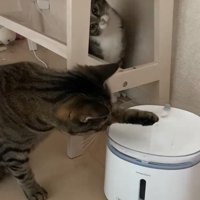 氷を触る猫