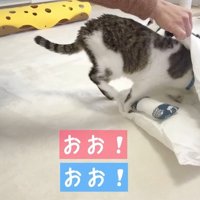 布団に入っていく猫