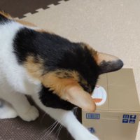 床に置いてあるお金に前足を伸ばす猫