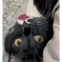 舌を出している猫