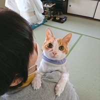 抱っこされている猫