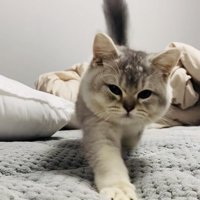 ベッドの上でママに向かって歩く子猫