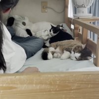 起き上がる娘さん