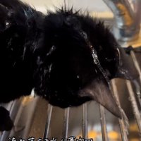 水を浴びている猫