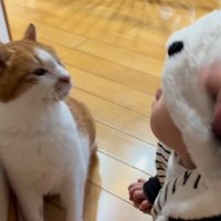 フードをかぶった赤ちゃんを見つめる猫