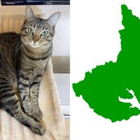 猫と茨城県