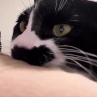 飼い主の服を噛む猫