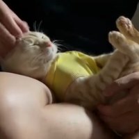 ヘッドマッサージされる猫