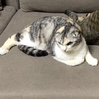 座る猫