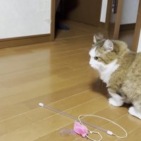 壁に身を寄せる猫ちゃんの左半身（中央下部に猫じゃらし）