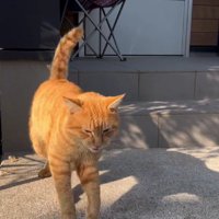 跳ねる猫