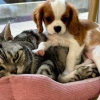 室内にいる猫と犬