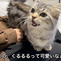 鳴く猫